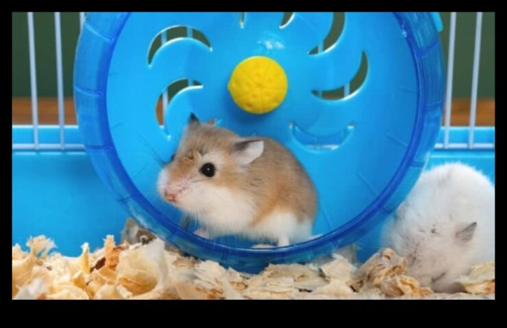 Eğlence Tekerleği Hamsterınız İçin En İyi Egzersiz Tekerleğini Seçmek