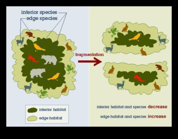 Bazı manzaralar neden habitat parçalanmasına daha yatkındır?